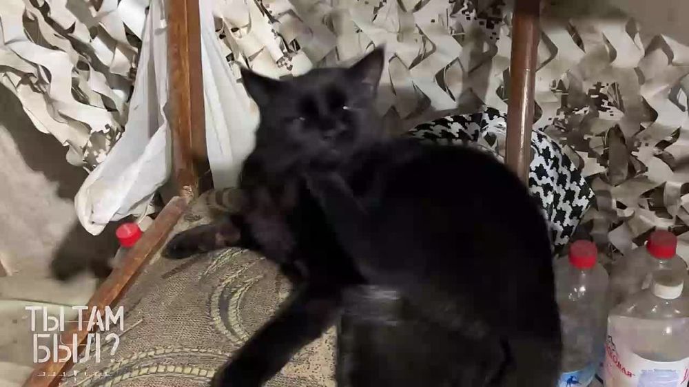 Павел Кукушкин: Позывной «Сосед» знакомит с хозяйкой на ПВД Дикой Дивизии Донбасса под Часов Яром