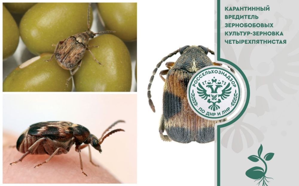 ��������������� �������� (Callosobruchusmaculatus F.) � ����������� ������, ������������� �� ���������� ���������� ���������