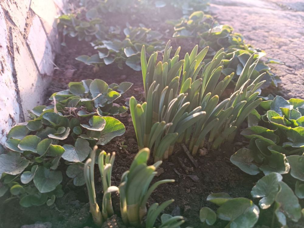 Игорь Лызов: Доброе утро, Амвросиевский муниципальный округ!