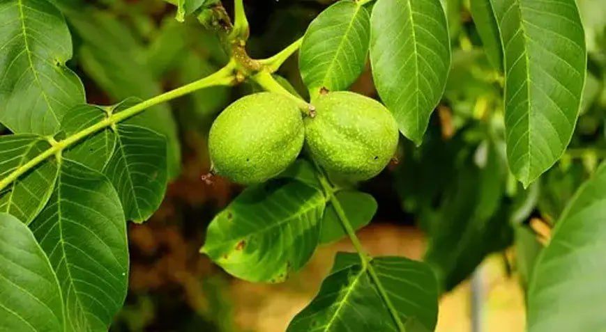 Орехово-миндальный сад готовят к весне