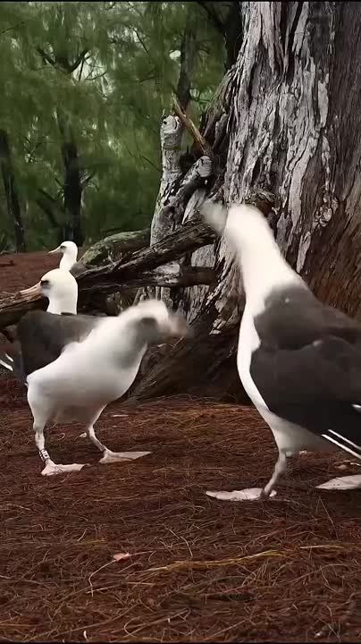 ������ ����, ���������!