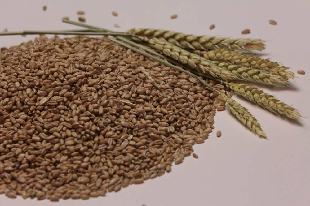 Аграрии ДНР обеспечены семенами к весенней посевной