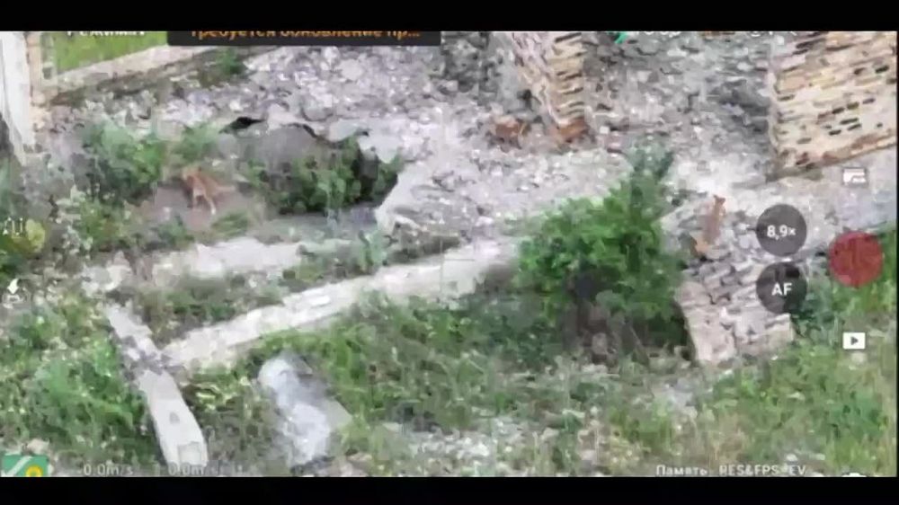 Валерия Петрусевич: Пока #БоевыеКотики заняты охраной блиндажей от грызунов, делимся необычными кадрами из разрушенного Курахово