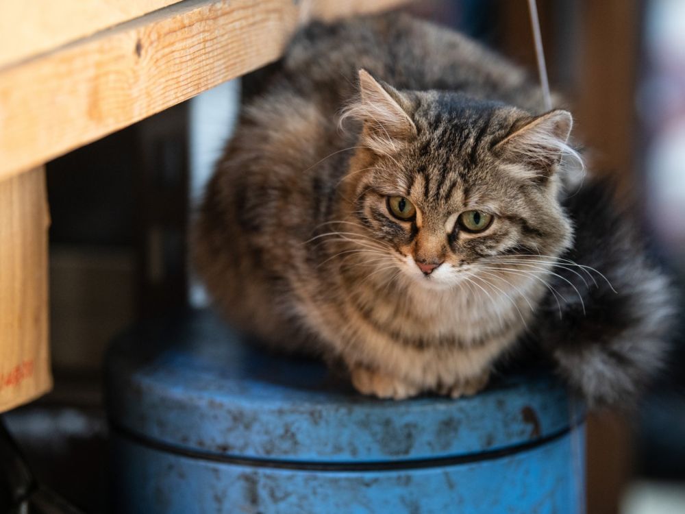 Под Угледаром кошки спасали бойцов СВО