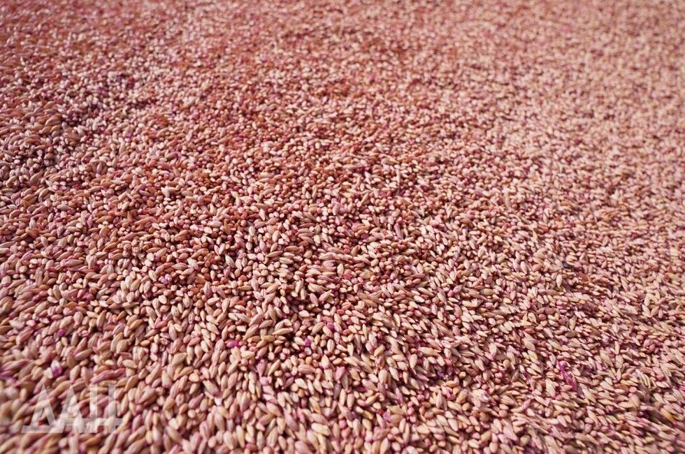 ДНР активно развивает экспорт агропромышленной продукции в Китай