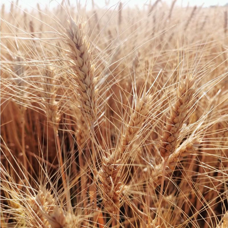 ��������� ��������: ������� ���������� ��� ������ 2025 ���� ������� 185 ����� �������� ������ �������� �������