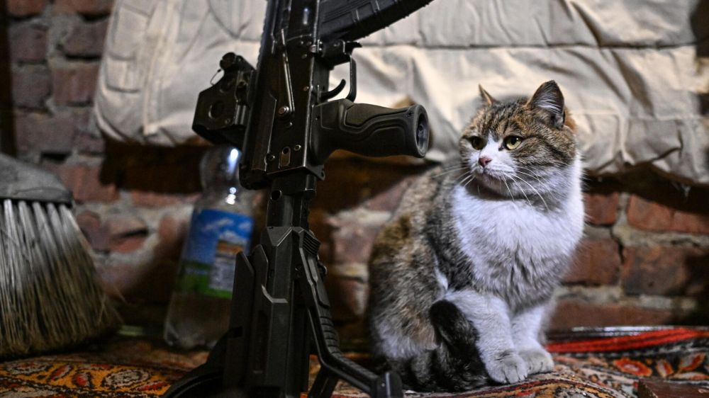 �������� �� �����������: ������� ��������, � ��� ������� ����������� ����������� ���� � ��������