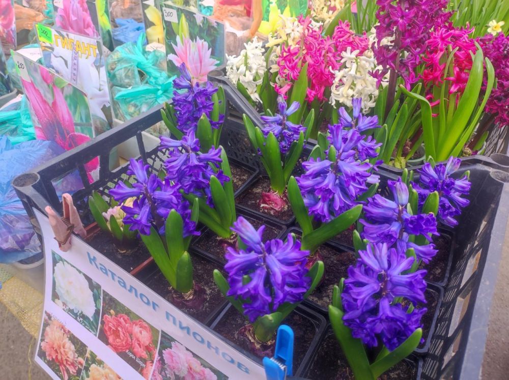 ��������� �������: �� ����������� ������� ����������� ������ �������