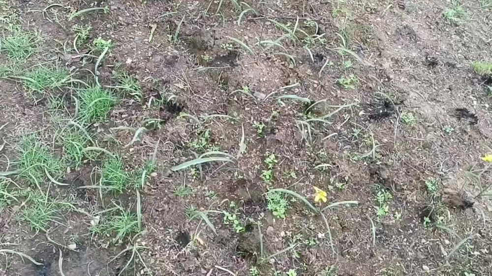 Секретарь Амвросиевского местного отделения Всероссийской политической партии «Единая Россия» Игорь Лызов вместе с однопартийцами принял участие в мероприятии по высадке крымских сосен