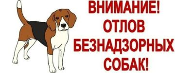 Наталья Бегуненко: 4 апреля силами МУП АГД «Животные в городе» осуществлен выезд в Петровский район по улицам Шуйская, Добровольского, Петровского, Салтыкова-Щедрина, Архипова, Архитекторов, Степана Щипачева, пл. Победы...