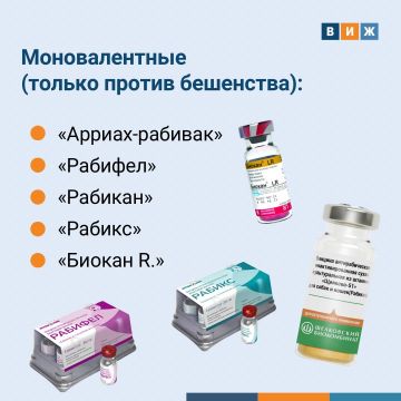 Вакцинация собак и кошек против бешенства — процедура в России обязательная