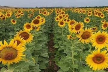 Почти 700 тонн семян подсолнечника и 360 тонн семян кукурузы засеют на полях ДНР