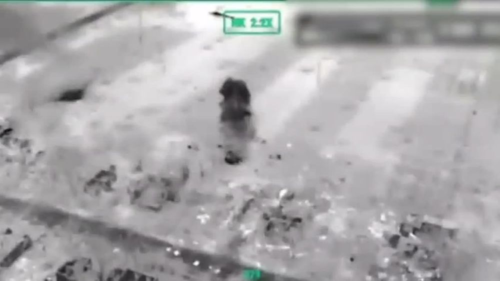 ������� ���������: ����� ����������� ����� "������" ���������� ��������� ������������ ��������������� �113 � ������ ������ ��� �� ����-�������� �����������