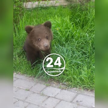 Возле мариупольского зоопарка под присмотром работников заведения резвились два медвежонка