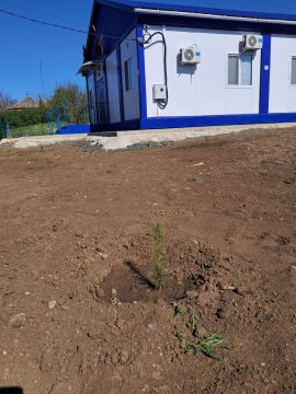 Жители Староигнатьевского территориального отдела также присоединились к партийному проекту "Городская среда" и высадили саженцы сосны