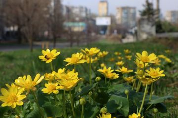 29 апреля в Республике небольшая облачность, без осадков