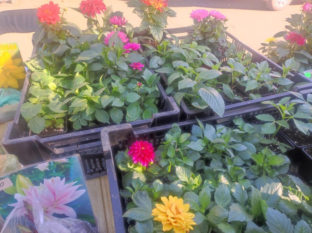 ��������� �������: �� ����������� ������� ����������� ������ �������