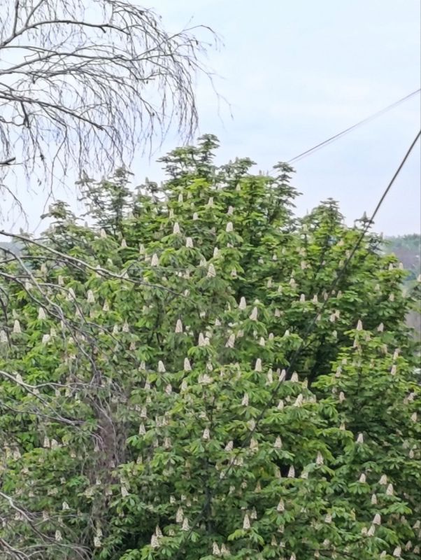 Игорь Лызов: Доброе утро, Амвросиевский муниципальный округ!