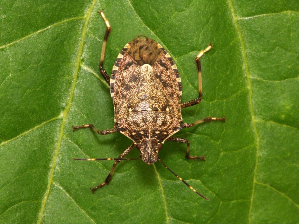 ���������-��������� ���� (Halyomorpha halys Stal.) � ����������� ���������, ������� ������ � ������ �������� ����������� �������� ������������ �������������� �����