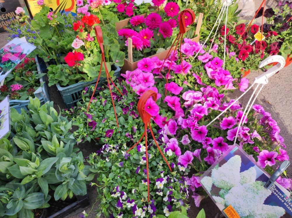 ��������� �������: �� ����������� ������� ����������� ������ �������