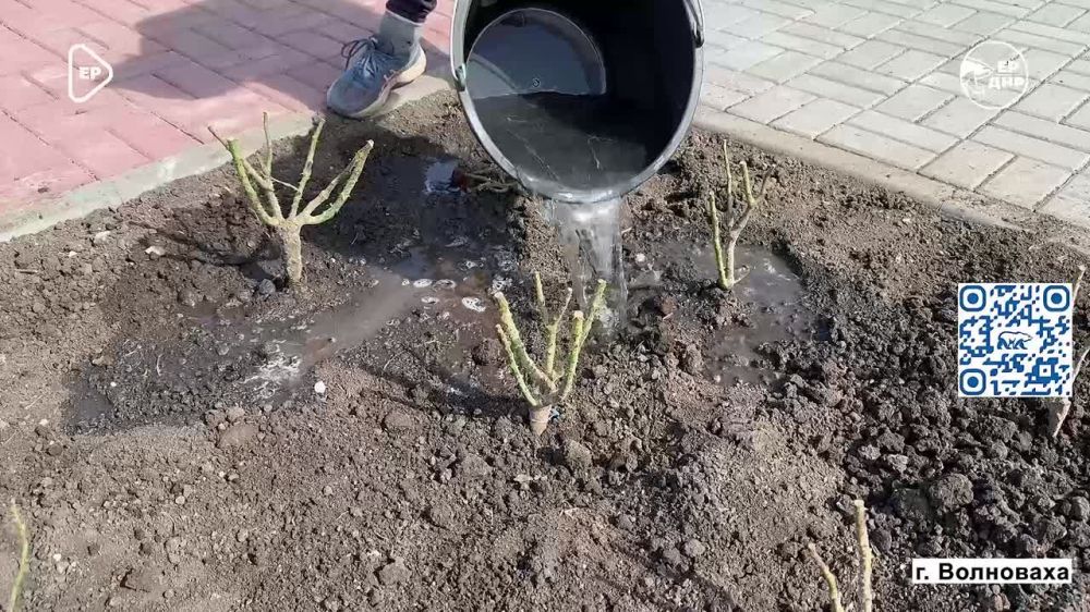 К 80-летию Великой Победы в Волновахе высадили аллею роз