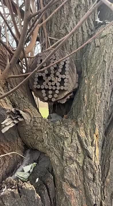 ������ �������: ����-�������� �����������. ������� ������� �����������