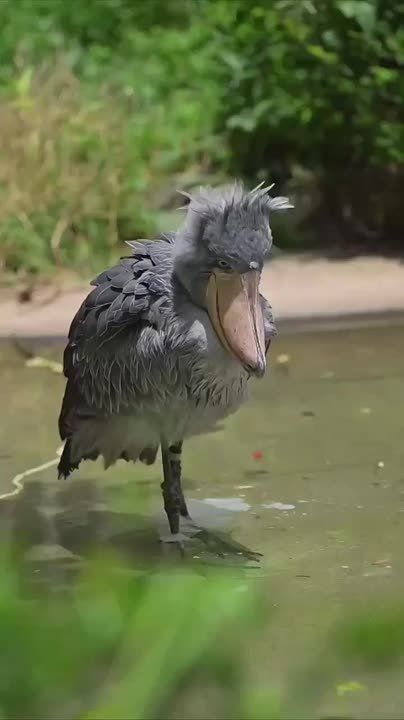 ��������� ����, ���������!