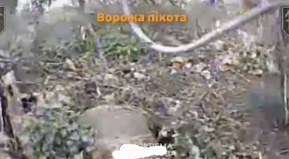 Если человек. [Потери от фпв свиней - это позор