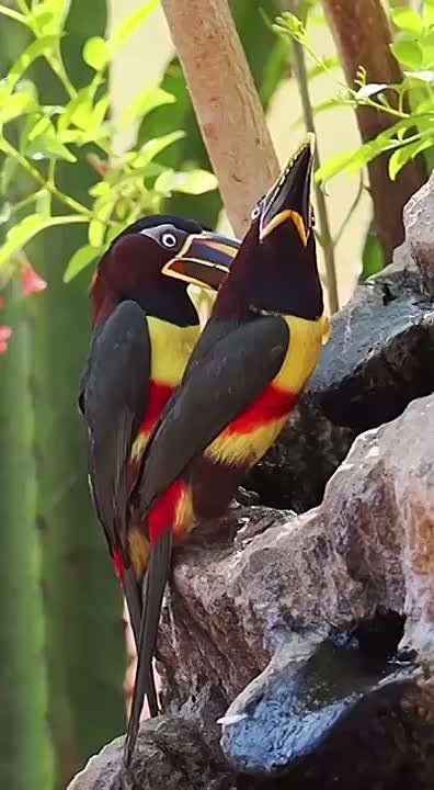 ������ ����, ���������!. �������� �����������, ����������� ������������, ��������� ���������� � �������� ���