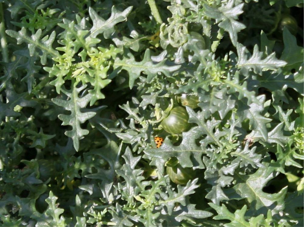 ������ ������������� (Solanum Trifollium Nutt) � ��� ���������� ����������� ��������, ��������� � ����������� ����������, ����������� ���������������� �� ���������� ���������� ���������