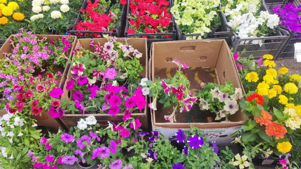 ��������� �������: �� ����������� ������� ����������� ������ �������