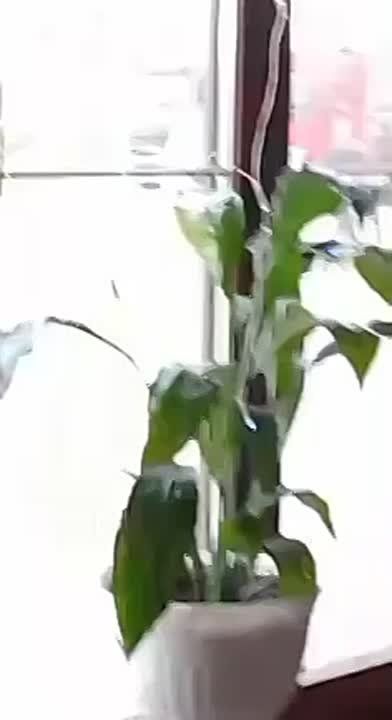 ����� ���������� �������� ����� �� ��� � �������