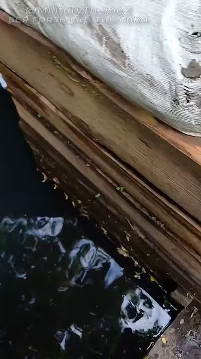 ������� �������� ��� �� ����-�������� �����������