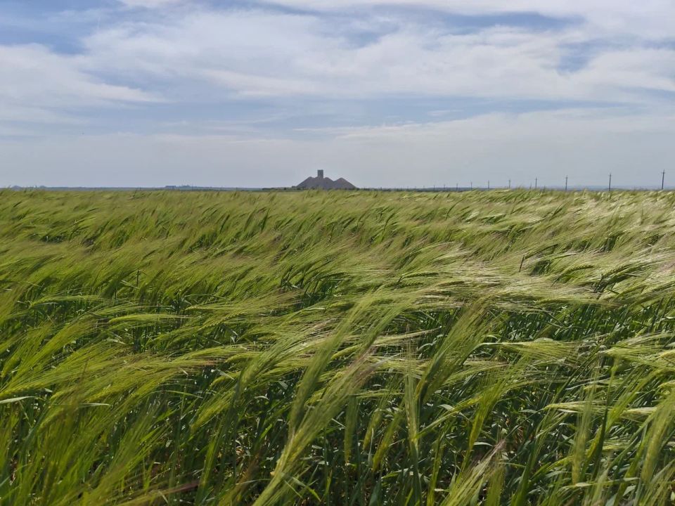 Россельхозцентр дал прогноз развития болезней и вредителей на Донбассе