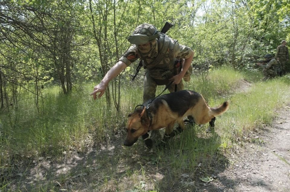 Собака Дина помогла найти в ДНР крупный тайник с боеприпасами