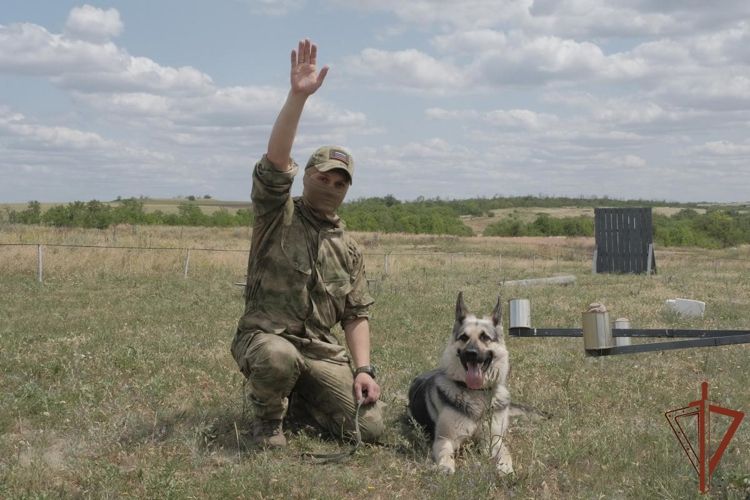 Кинологи Росгвардии рассказали об особенностях применения служебных собак в зоне СВО (видео)