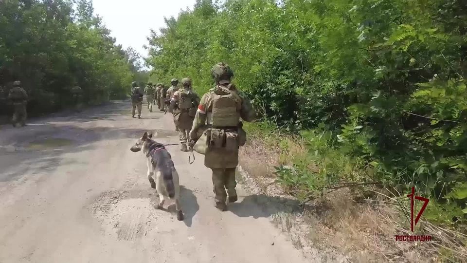 Работа кинологических подразделений Росгвардии в зоне СВО