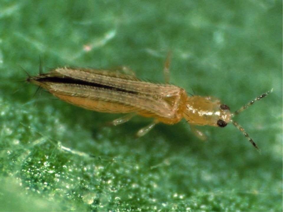 �������� (��������������) ��������� ����� (Frankliniella occidentalis Pergande), ��������� ������� Thripidae � ���� �� ���������� ���������� ����������� ���������� ��������������������, ������������ � ��������� �������...