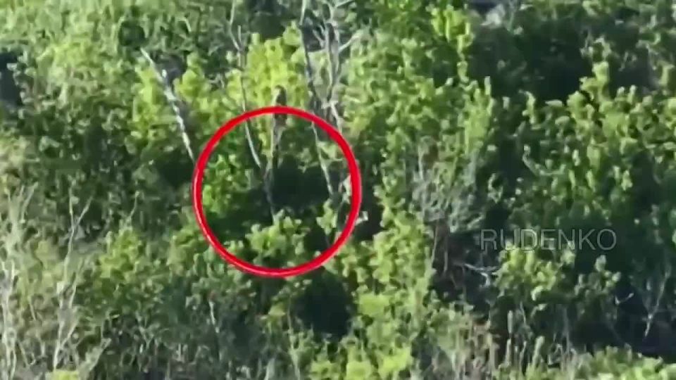 ������ �������: ������������ ����������� ������� ���������� ������ ���������� ���� � ������������� ��� �� ����-�������� �����������