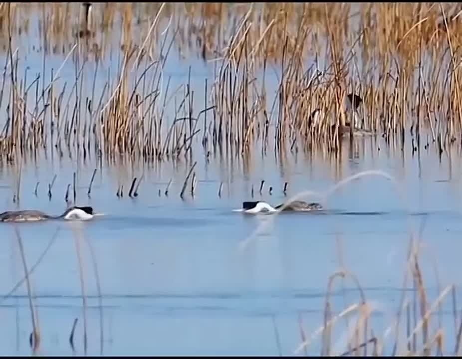 ������ ����, ���������!. ����� ���� ���� �������� � �������� ����������, ������ ������, �������� �������� � ���������� �������