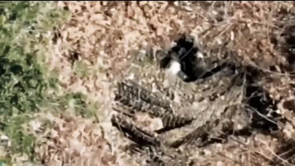 ��������� �������: ���������� ������ ������� � ���������� ��������������� � ����������� �-72�1 ��� �� ����-�������� �����������, �������� ���������||����� ����