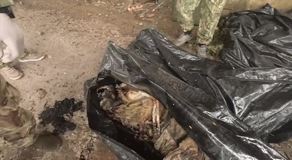 Хохлатое удобрение с Торецкого направления