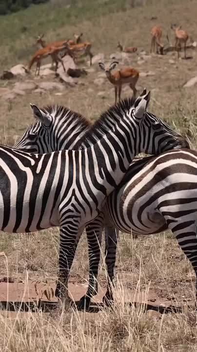� ������ �����, ���������!