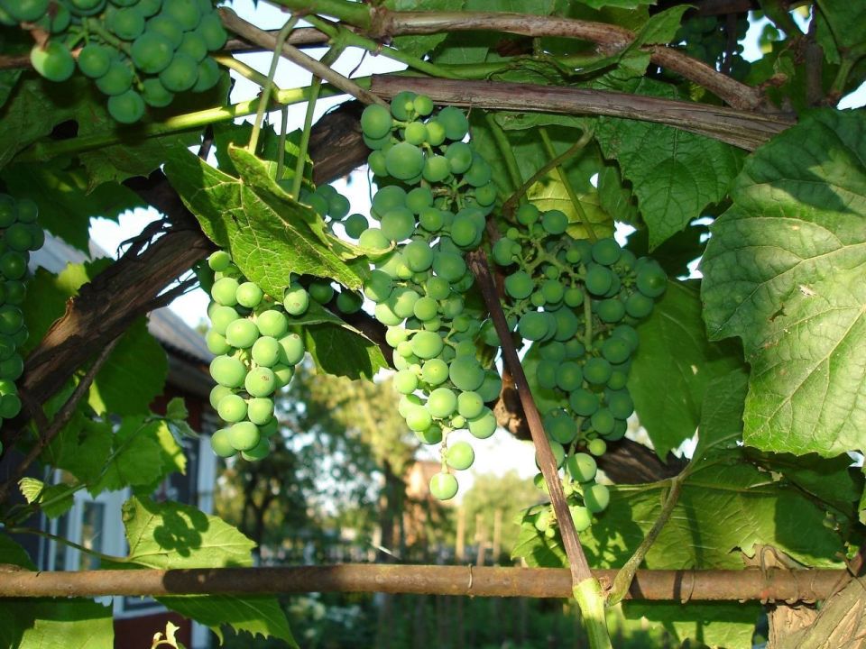 Семья в Дзержинске выжила при ударе БПЛА ВСУ благодаря виноградной лозе
