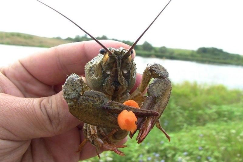 В водоемах ДНР до 20 августа разрешен вылов раков