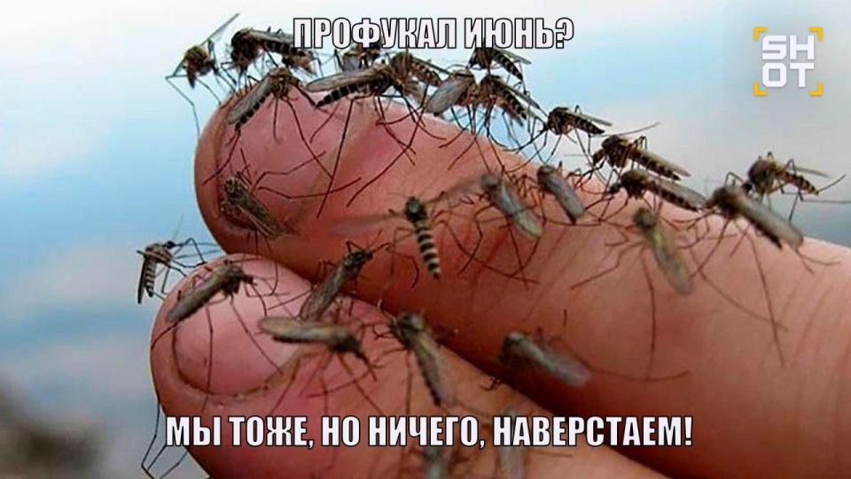 Нашествие комаров и мошкары ожидается в Москве и области к выходным из-за возвращения жары в регион