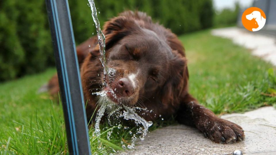 Как защитить питомца от перегрева