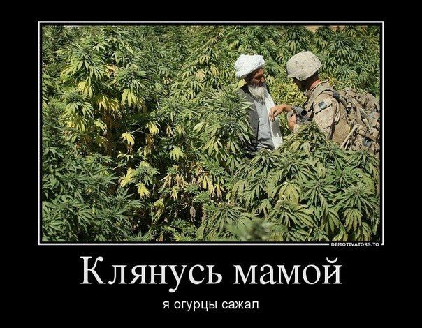 Двое жителей Горловки попались на выращивании конопли во дворе дома