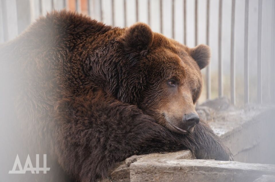 Много воды и немного мороженого. Как справляются с жарой в зоопарке Мариуполя