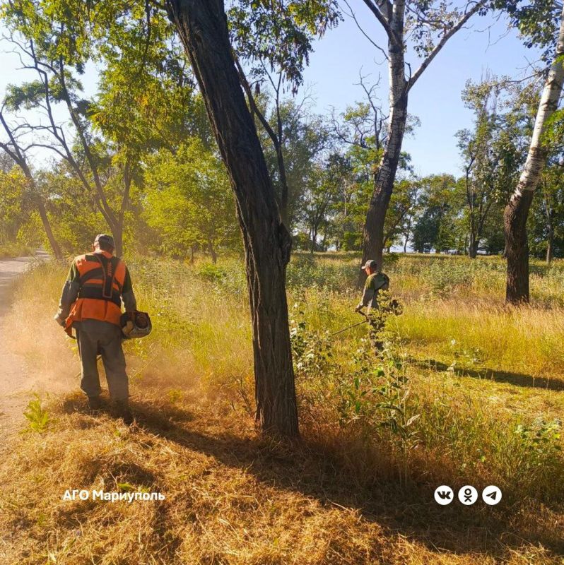 «Зеленстрой» ведет покос травы на левобережном пляже